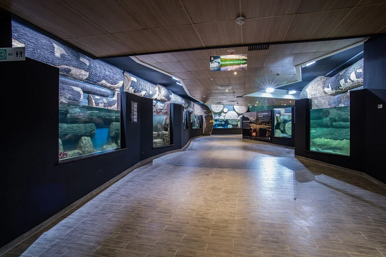 SKK Galaxy Aquarium